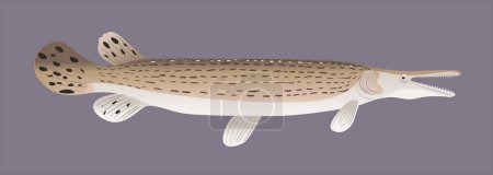 Illustration for Illustration predator fish, barracuda fish - Royalty Free Image