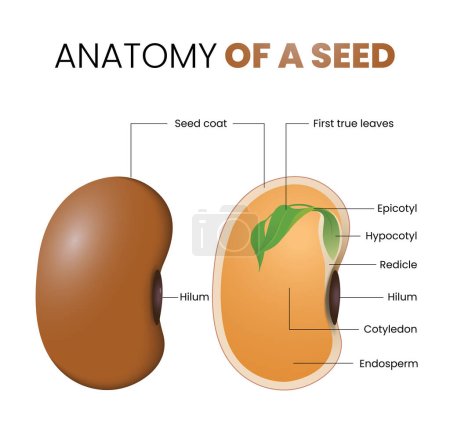 Ilustración de Ilustración de la anatomía de semillas de frijol - Imagen libre de derechos