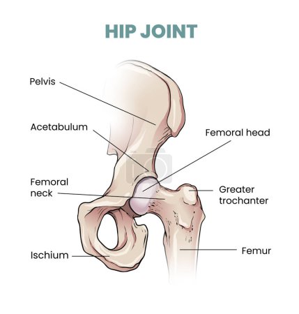 Illustration for Illustration of hip joint parts - Royalty Free Image