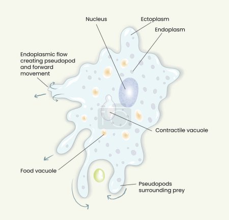 Ilustración de Ilustración del diagrama de anatomía de la ameba - Imagen libre de derechos