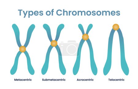 Ilustración de Ilustración de cuatro tipos de cromosomas - Imagen libre de derechos