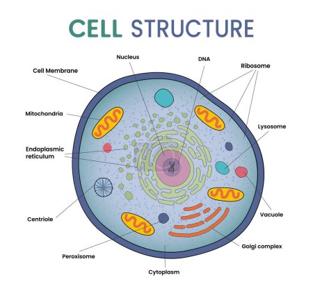 ilustración de la infografía de la estructura celular