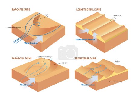Ilustración de Tipos de ilustración de diagrama de sección transversal de dunas - Imagen libre de derechos