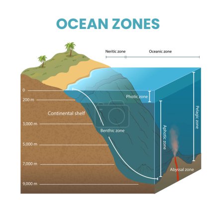 Illustration for Cross section illustration of ocean zones diagram - Royalty Free Image