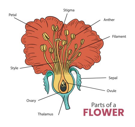 Illustration for Parts of a flower diagram illustration - Royalty Free Image