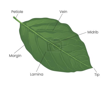 Ilustración del diagrama de anatomía de las hojas