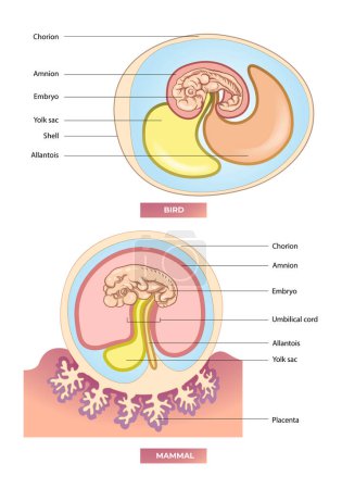 comparison illustration of bird and mammal embryo