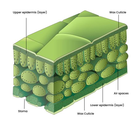 Illustration of a leaf cross section diagram