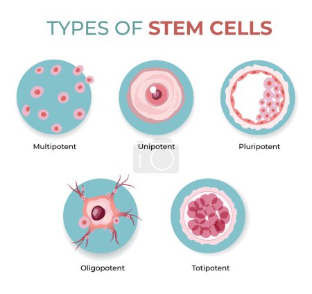 Abbildung der Arten von Stammzellen