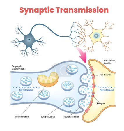 Illustration for Illustration of synaptic transmission diagram - Royalty Free Image