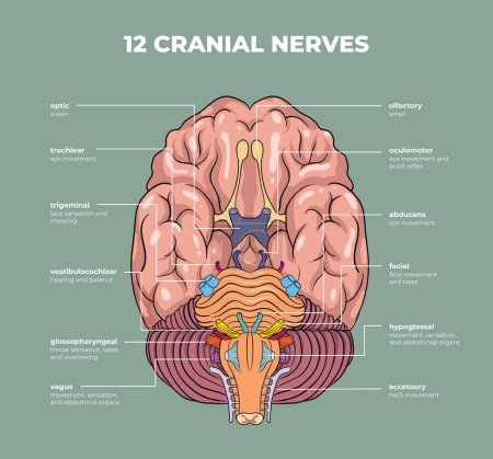 Téléchargez les illustrations : Illustration du diagramme des nerfs crâniens - en licence libre de droit