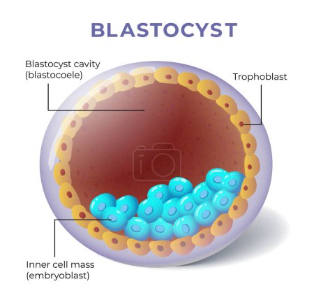 illustration of blastocyst anatomy diagram