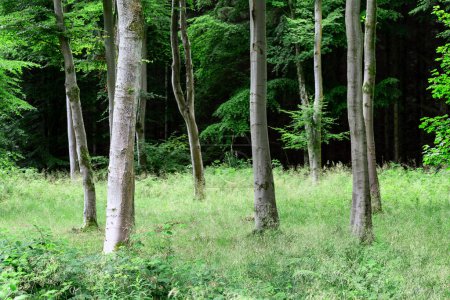 Téléchargez les photos : Paysage d'une forêt écossaise dans laquelle les troncs des arbres créent une scène harmonieuse, le sol est recouvert d'herbes vertes qui se combinent avec le sommet des arbres. - en image libre de droit