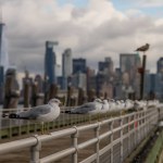 Seagulls at the pier on the Liberty Island.