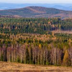 Forest full of colours in CHKO Brdy in Czechia.