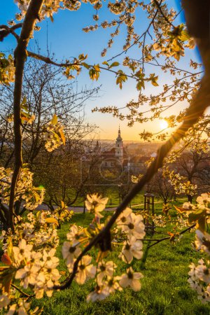 Trees in bloom on the Petrin hill in the city centre of Prague in early spring.