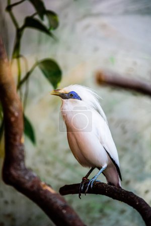 Photo for The Critically endangered Bali myna (Leucopsar rothschildi), also known as Rothschild's mynah, Bali starling, or Bali mynah, locally known as jalak Bali. - Royalty Free Image