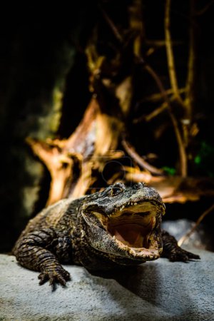 Photo for The dwarf crocodile (Osteolaemus tetraspis), also known as the African dwarf crocodile. - Royalty Free Image