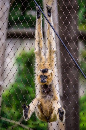 Foto de Gibón de mejillas amarillas del sur (Nomascus gabriellae) en el zoológico Jihlava. - Imagen libre de derechos