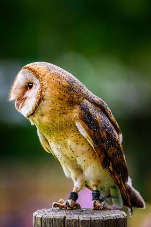 Photo for The barn owl (Tyto alba). - Royalty Free Image