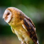 The barn owl (Tyto alba).