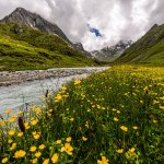 Oberbergbach river in austrian Stubai Alps with yellow flowers in bloom.