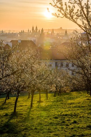 The Petrin hill in the city center of Prague in early spring. 