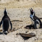 Nesting pinguins in Boulder's Beach in Simon's Town near Cape Town.