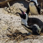 Nesting pinguins in Boulder's Beach in Simon's Town near Cape Town.