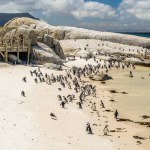 The pinguin colony in Boulder's Beach in Simon's Town near Cape Town in South Africa.