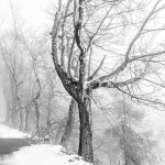 Trees by the road in Krusne hory in Czech republic in winter. Black and white edit.