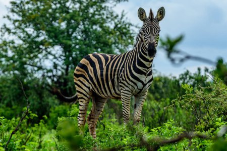 Ein stehendes Chapman-Zebra im nördlichen Teil des Kruger-Nationalparks in Südafrika.