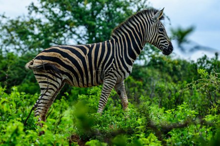 Photo for A standing Chapman's zebra in north part of Kruger national park in South Africa. - Royalty Free Image