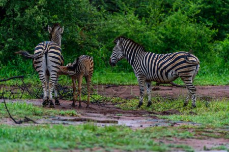 Photo for A herd of Chapman's zebras in north part of Kruger national park in South Africa. - Royalty Free Image
