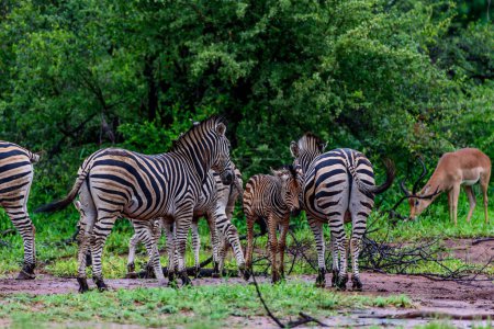 A herd of Chapman's zebras in north part of Kruger national park in South Africa.