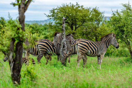 Photo for A herd of Chapman's zebras in north part of Kruger national park in South Africa. - Royalty Free Image