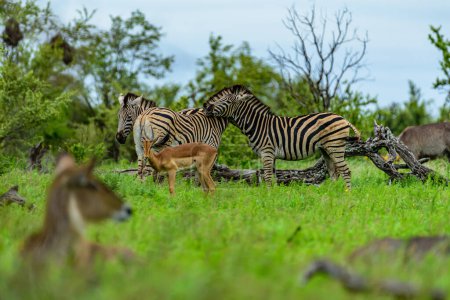 Foto de Un par de cebras de Chapman en la parte norte del parque nacional Kruger en Sudáfrica. - Imagen libre de derechos