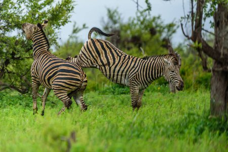 Foto de Un par de cebras de Chapman en la parte norte del parque nacional Kruger en Sudáfrica. - Imagen libre de derechos