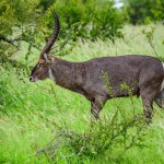 Waterbuck male in Kruger NP in South Africa.