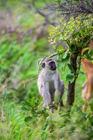 Photo for A single Vervet monkey in Kruger national park in South Africa. - Royalty Free Image