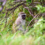 A single Vervet monkey in Kruger national park in South Africa.