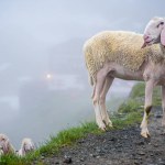 A Sheep with young ones in Stubai Alps in Austria in a foggy morning.
