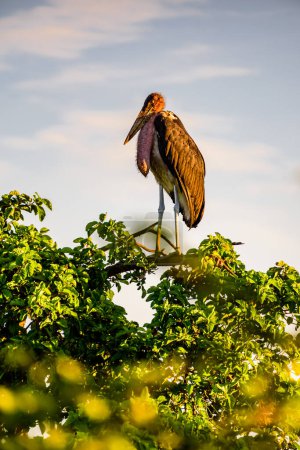 Photo for The marabou stork (Leptoptilos crumenifer) standing on a tree in Kruger National park in South Africa. - Royalty Free Image