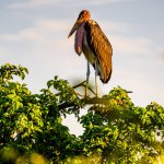 The marabou stork (Leptoptilos crumenifer) standing on a tree in Kruger National park in South Africa.