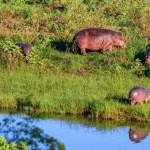 The hippopotamus in Kruger Park in South Africa.