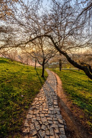 Téléchargez les photos : La colline Petrin dans le centre-ville de Prague au début du printemps. - en image libre de droit