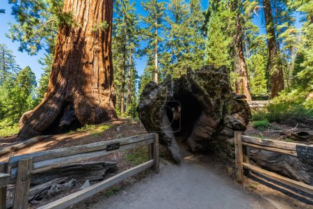 Téléchargez les photos : Le monarque déchu dans la boucle General Grant Tree dans le parc national Sequoia et Kings Canyon. - en image libre de droit