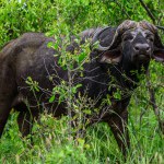 A single buffalo in the Kruger NP, South Africa.