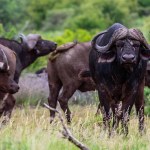 Herd of buffalos in Kruger NP, South Africa.