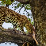A leopard on a tree with a kill of impala in Kruger NP South Africa.